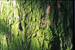 Apatococcus on trees in Galway