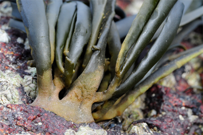 Ascophyllum nodosum holdfast