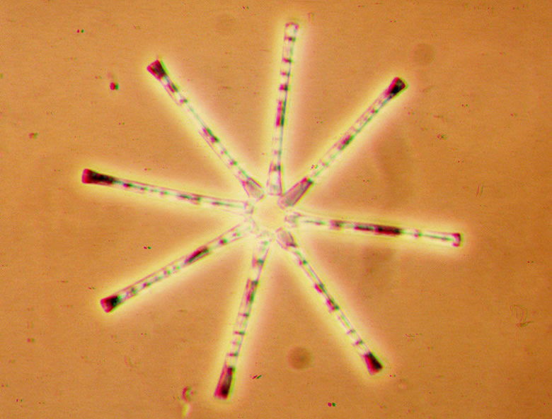 Tabellaria fenestrata