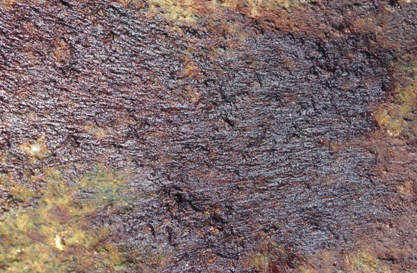 Bangia fuscopurpurea