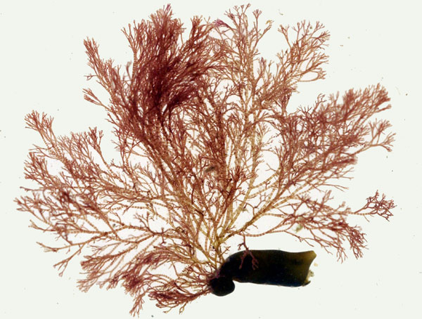 Ceramium nodulosum