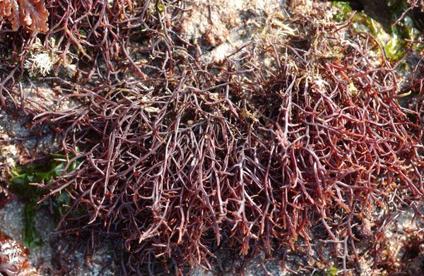 Chondracanthus acicularis