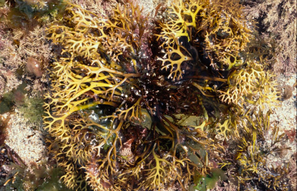 Chrondrus crispus: Carrageen moss