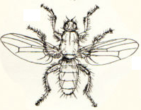Seaweed fly