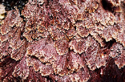 Corallina officinalis