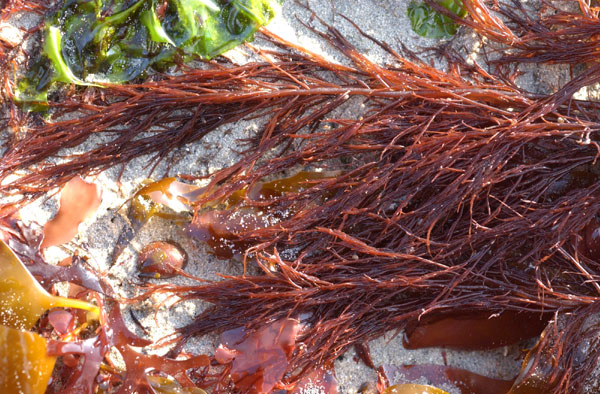 Cystoclonium purpureum