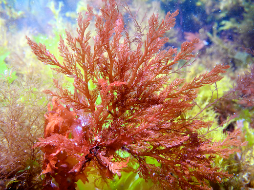 Lomentaria clavellosa