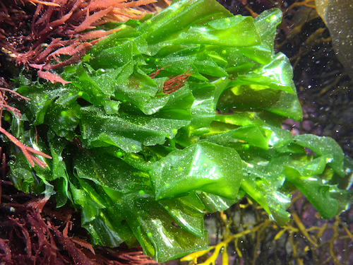 Cladophora rupestris