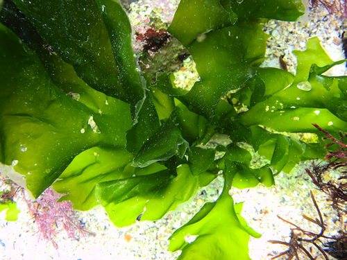 Cladophora rupestris