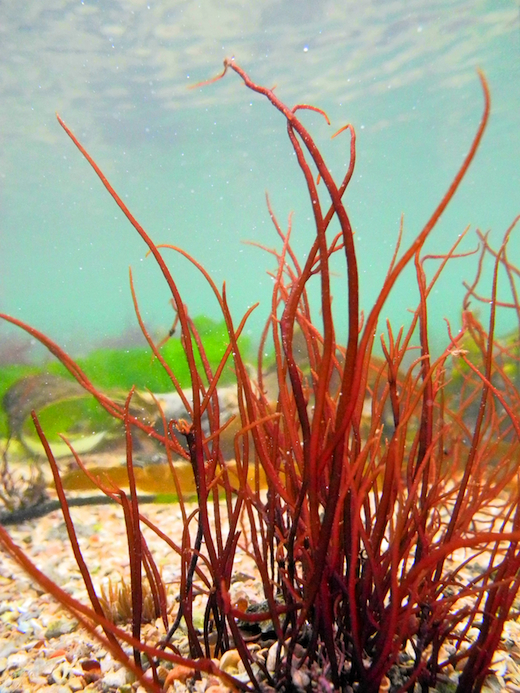 Gracilaria gracilis © M.D. Guiry