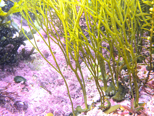 Himanthalia elongata