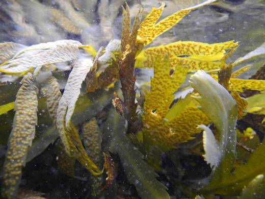 Fucus serratus Ireland