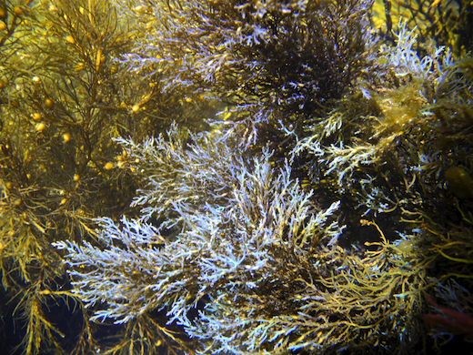 Cystoseira nodicaulis