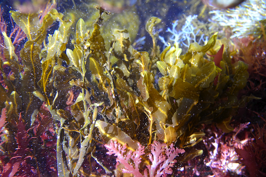 Schmitzia hiscockiana