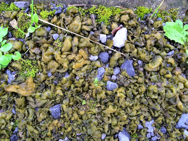 Nostoc commune