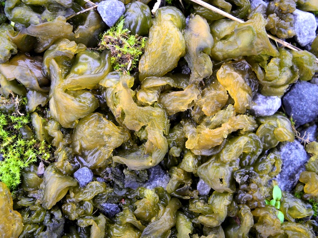 Nostoc commune