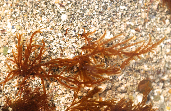 Fucus vesiculosus