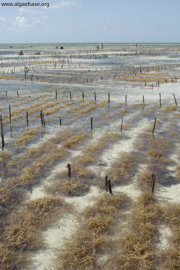Eucheuma cultivation