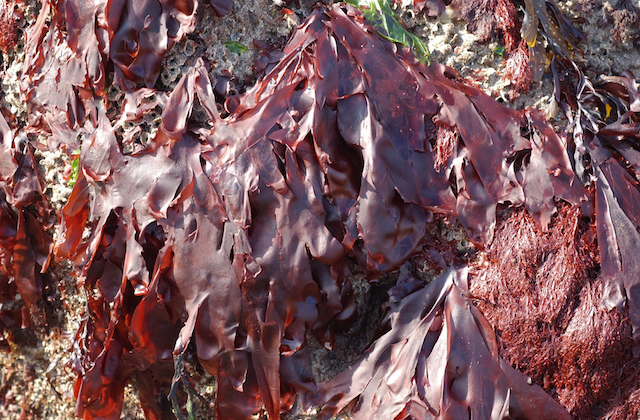 Laminaria digitata