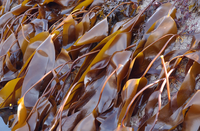 Laminaria digitata