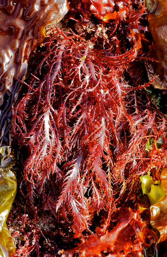Calliblepharis jubata