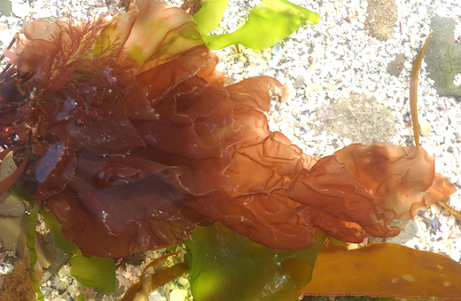 Callophyllis laciniata