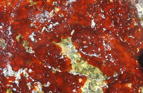 Lomentaria articulata with Asterina gibbosa