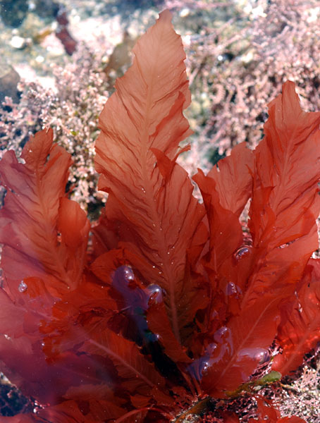 Delesseria sanguinea
