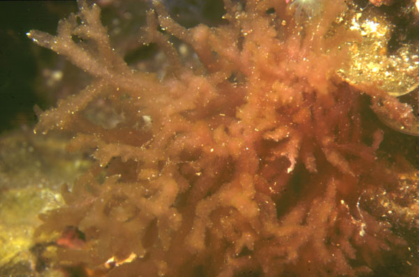 Dudresnaya verticillata
