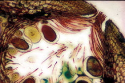 Fucus male conceptacle