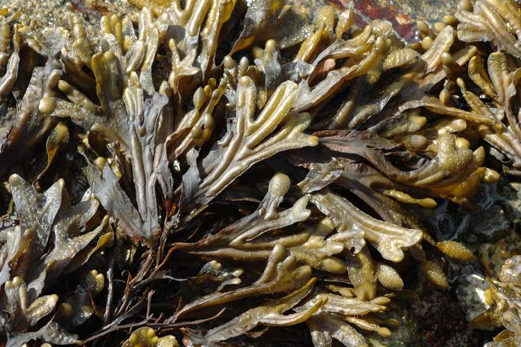 Fucus serratus