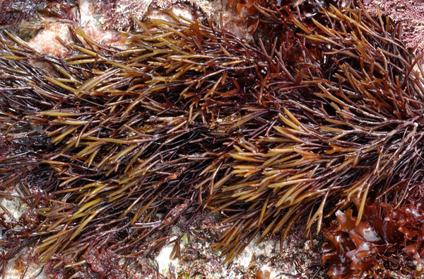 Furcellaria lumbricalis
