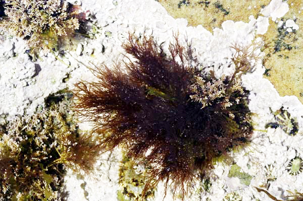 Gelidium pulchellum