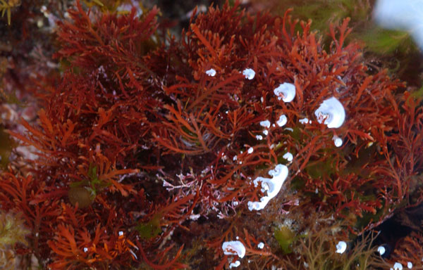 Gelidium spinosum