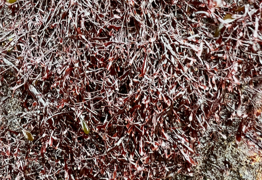 Gelidium pusillum