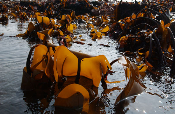 Laminaria hyperborea