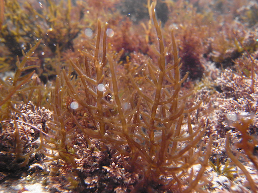 Fucus vesiculosus