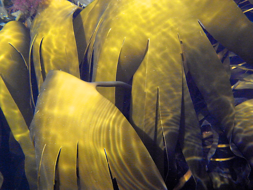 Laminaria digitata