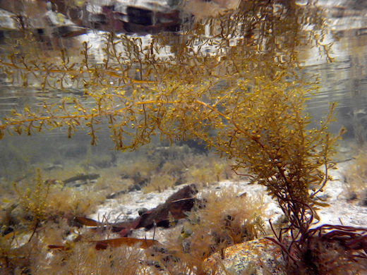 Sargassum muticum