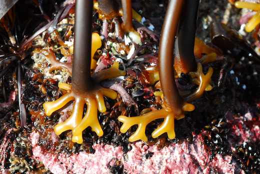 Laminaria digitata