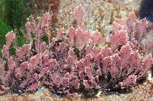 Corallina officinalis