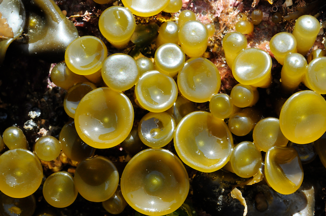 Aglaothamnion sepositum