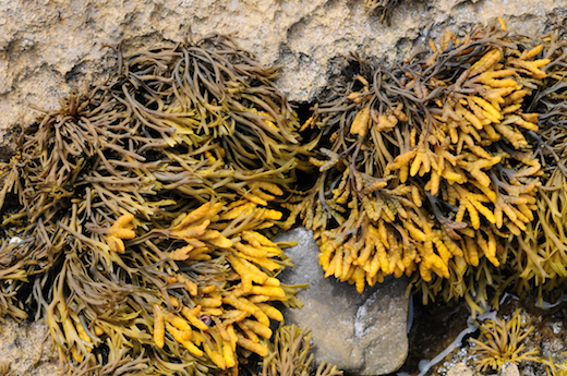 Pelvetia canaliculata