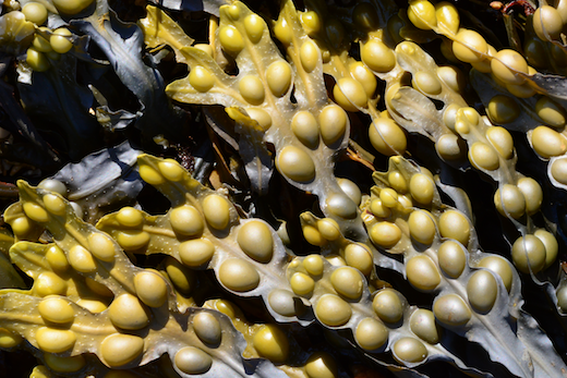 Fucus vesiculosus