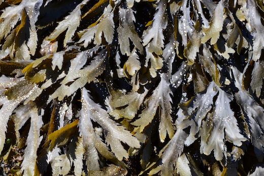 Fucus serratus