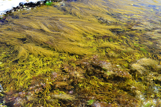 Sargassum muticum competing with Bifurcaria bifurcata in pools