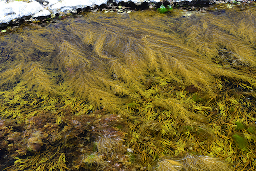 Sargassum muticum in pools in the Burren, Co. Clare, Ireland competing with Bifurcaria bifurcata