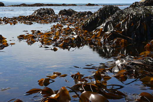 Laminaria digitata