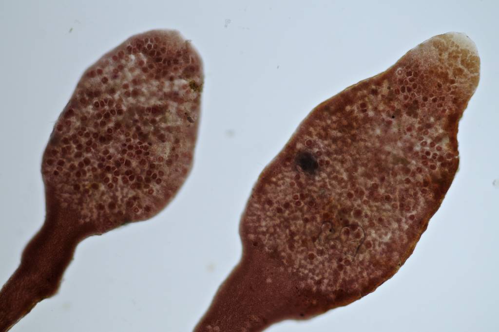 Gelidium pusillum