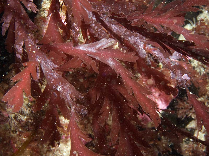 Odonthalia dentata